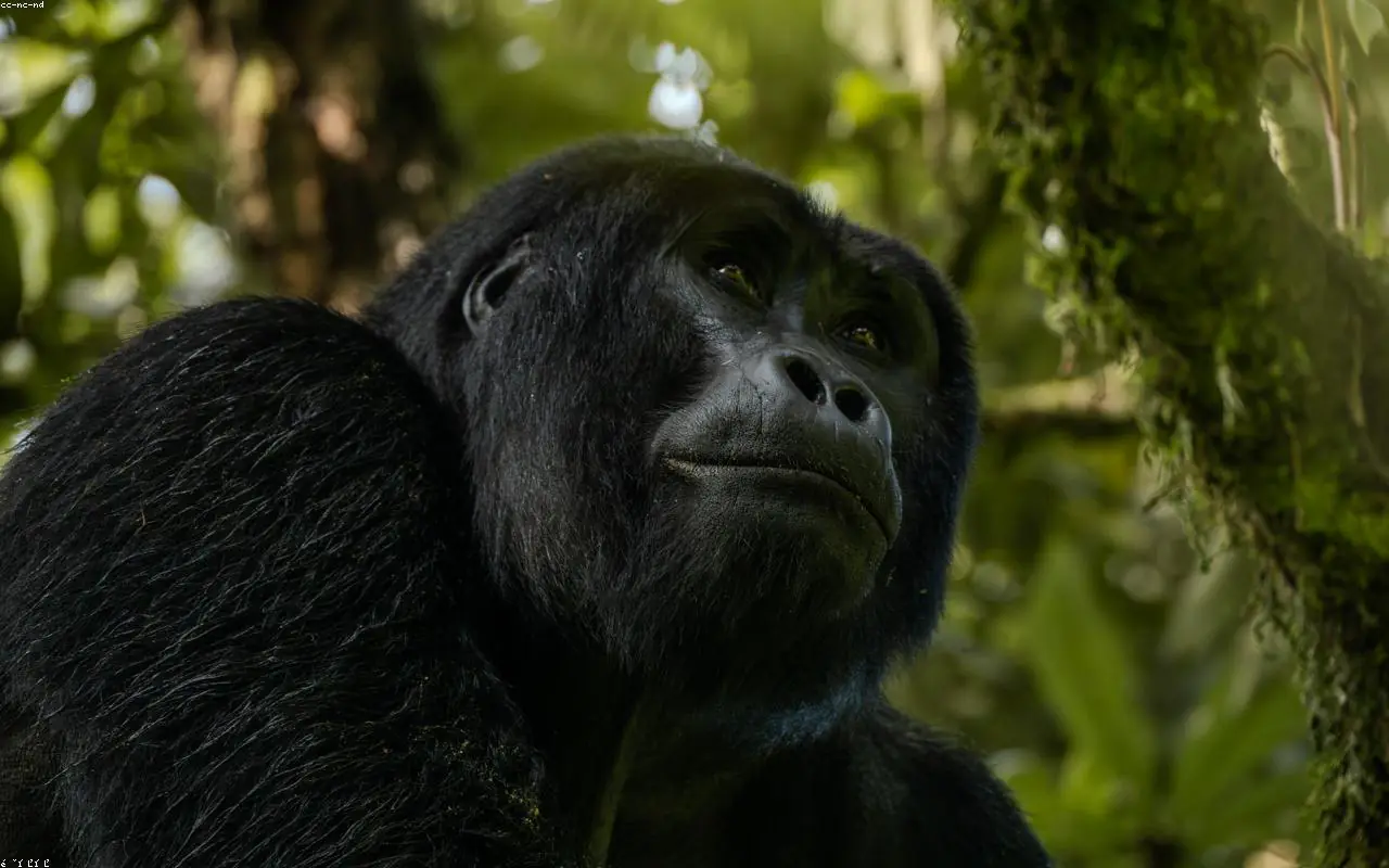Uganda