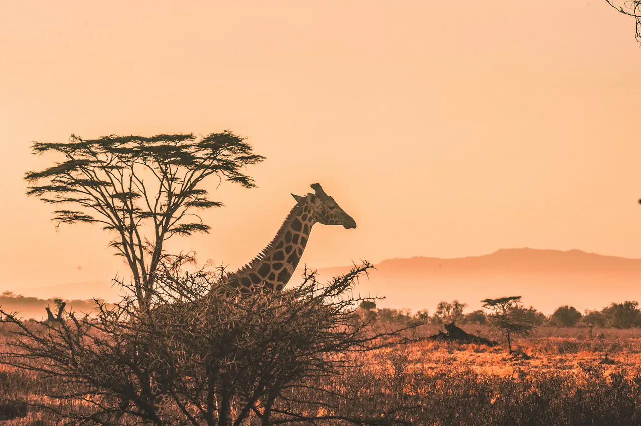 Golden-hour on the savanna